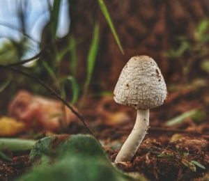 Mushroom in the forest that contains psilocybin